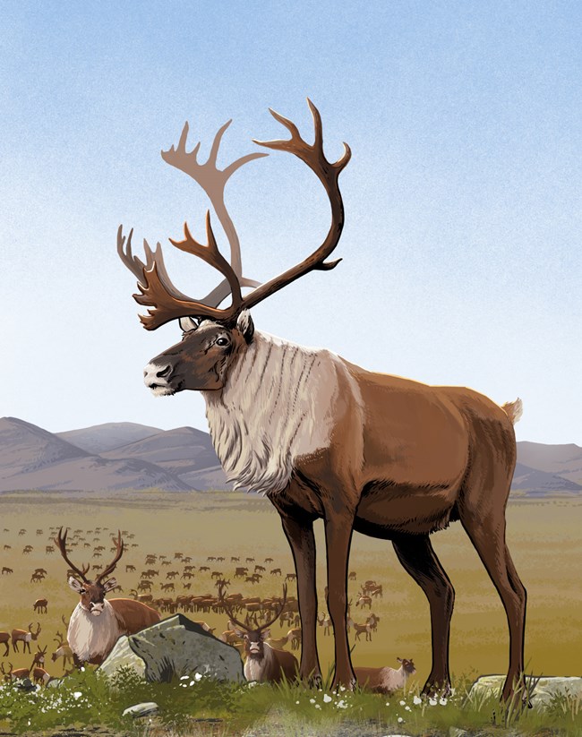 Graphic illustration of a caribou with light brown fur and white around its neck. In the distance, the wild herd walk towards us.