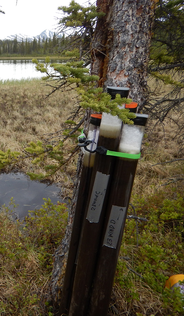 Tubes containing lake sediment core stood up against a tree on a lakeshore