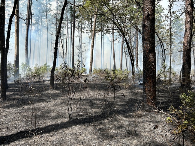 Smoke rising from burned forest landscape.