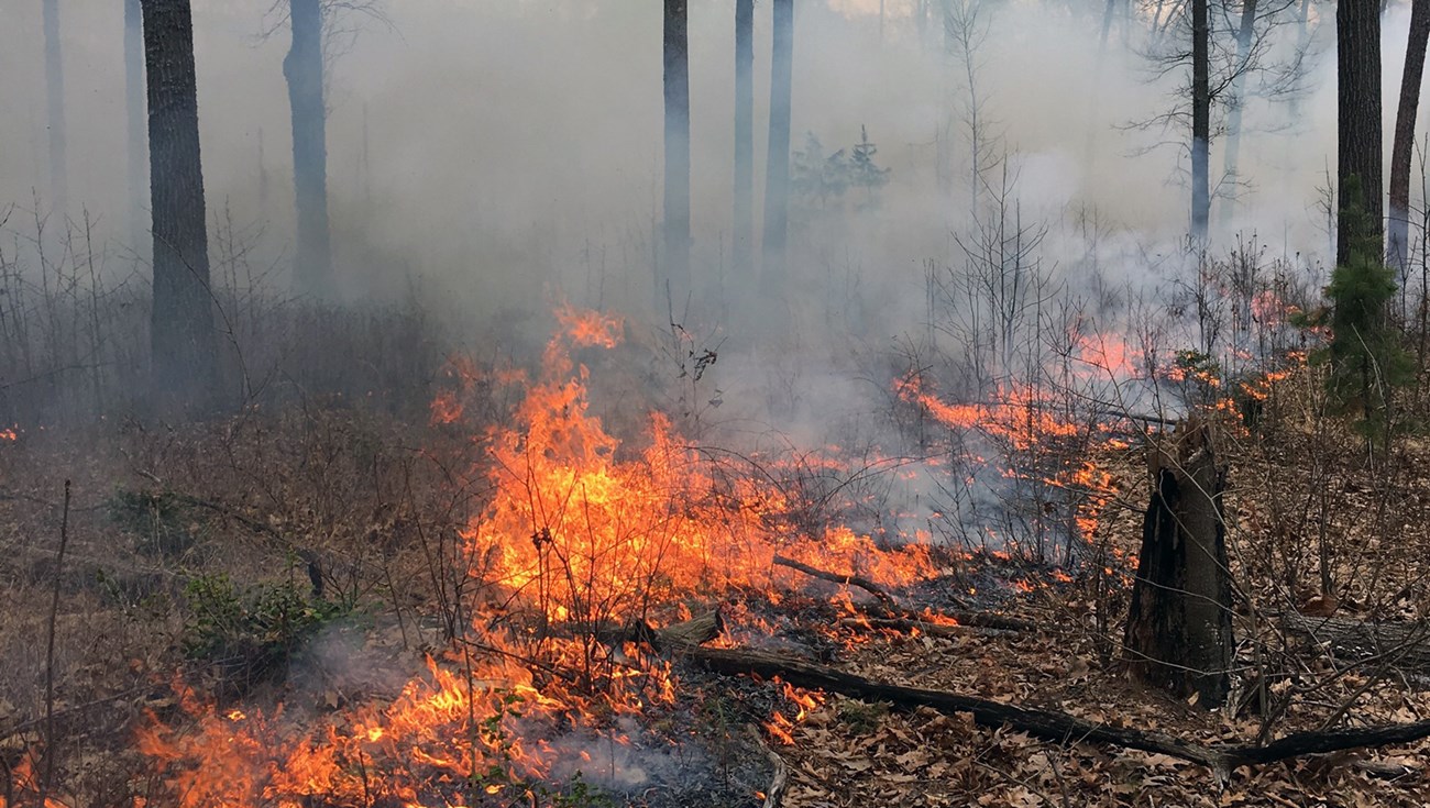 Small flames in a wooded area consume dead leaves and duff on the deciduous forest floor.
