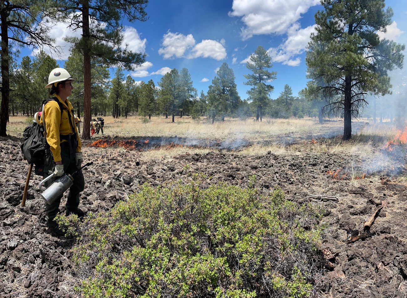 A wildland firefighter holding a drip torch looks at low flames on the ground