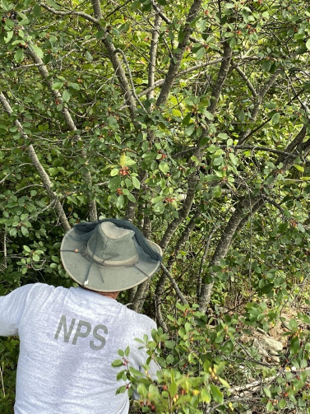 Person cuts invasive shrub.