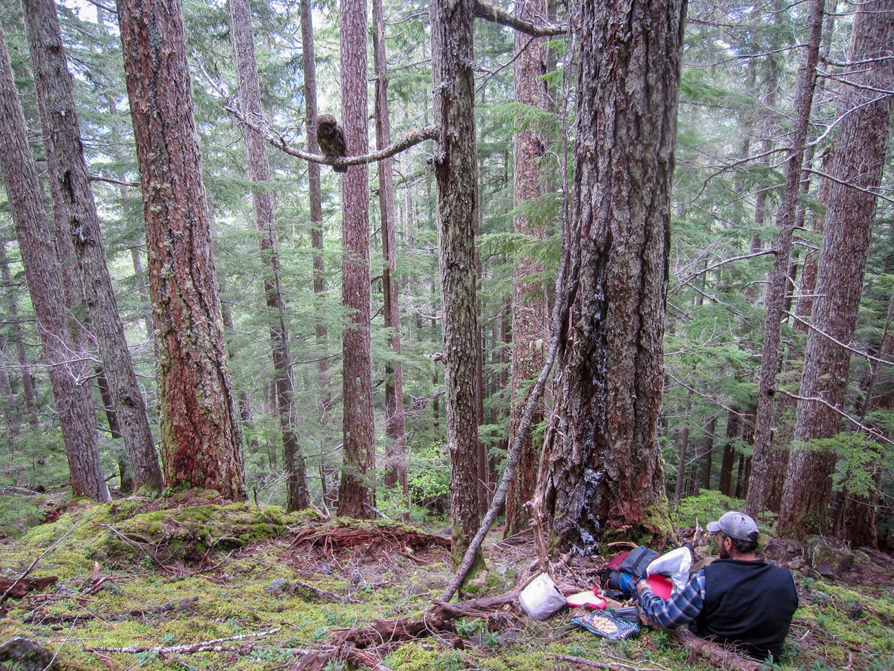 An owl on a tree branch looks down at a researcher sitting on the forest floor.