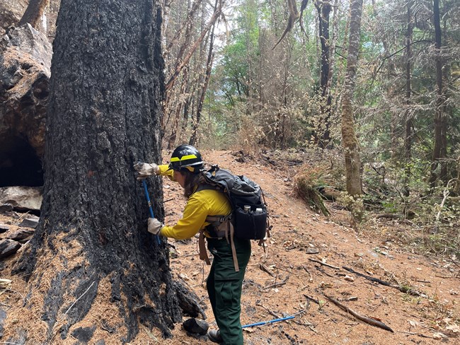 A woman in protective gear uses an instrument to collect a sample from the base of a large conifer tree in a forest clearing