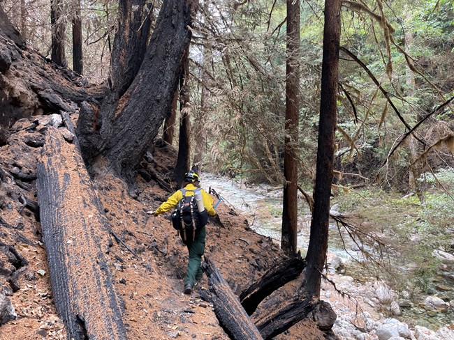 A person in wildland firefighting gear walks along a trail covered in conifer needles with several fallen trees nearby, along a stream