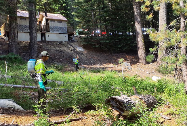 Two people wearing protective gear wear herbicide packs and spray vegetation in a wooded area