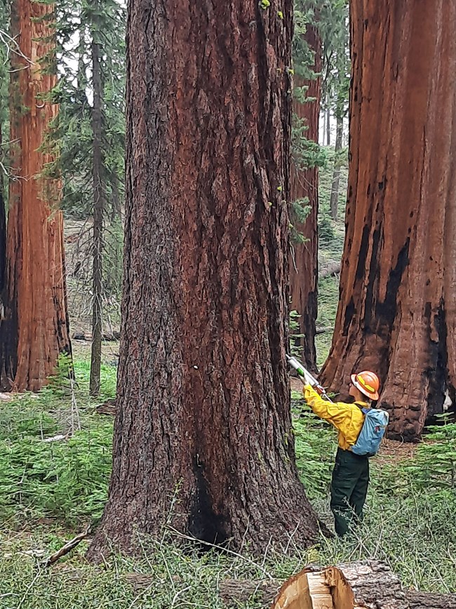 A person wearing protective gear applies a spray to a large tree trunk