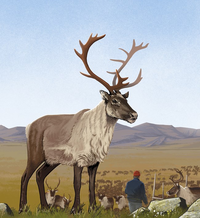 Graphic Illustration of a Reindeer with a brown coat and beige fur around its neck. Behind the reindeer is a person corralling the herd.