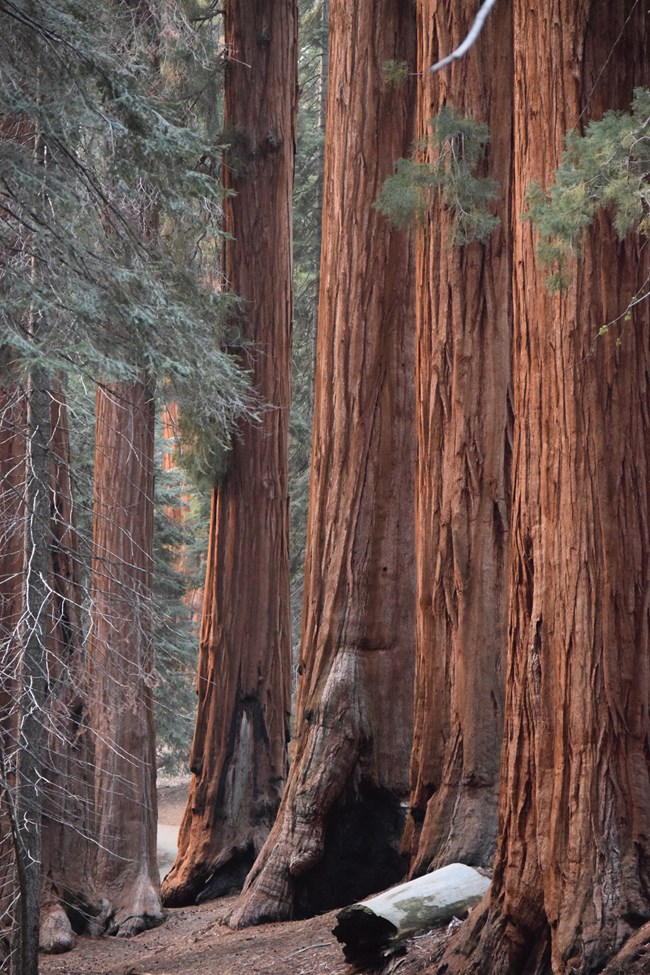 Six thick red barked trees layer over each other and tower outside of the frame, while bunches of muted green branches filter in from the sides.