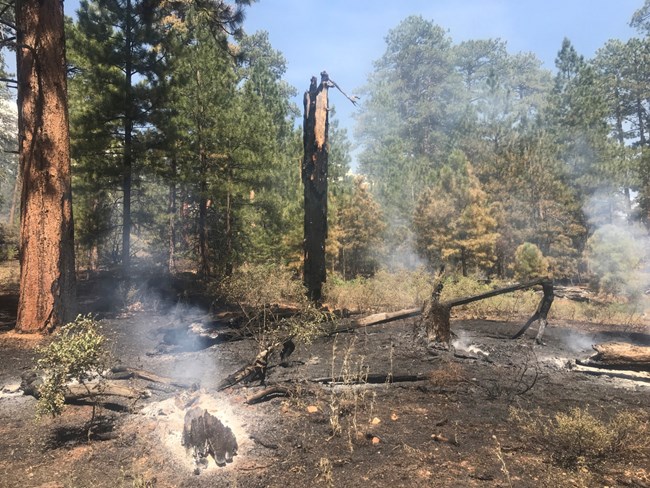 A smoldering area in a forest, with charred earth and a standing burned tree and several downed trees