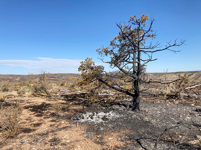 A burned desert landscape with a partially burned pinyon pine in the foreground.