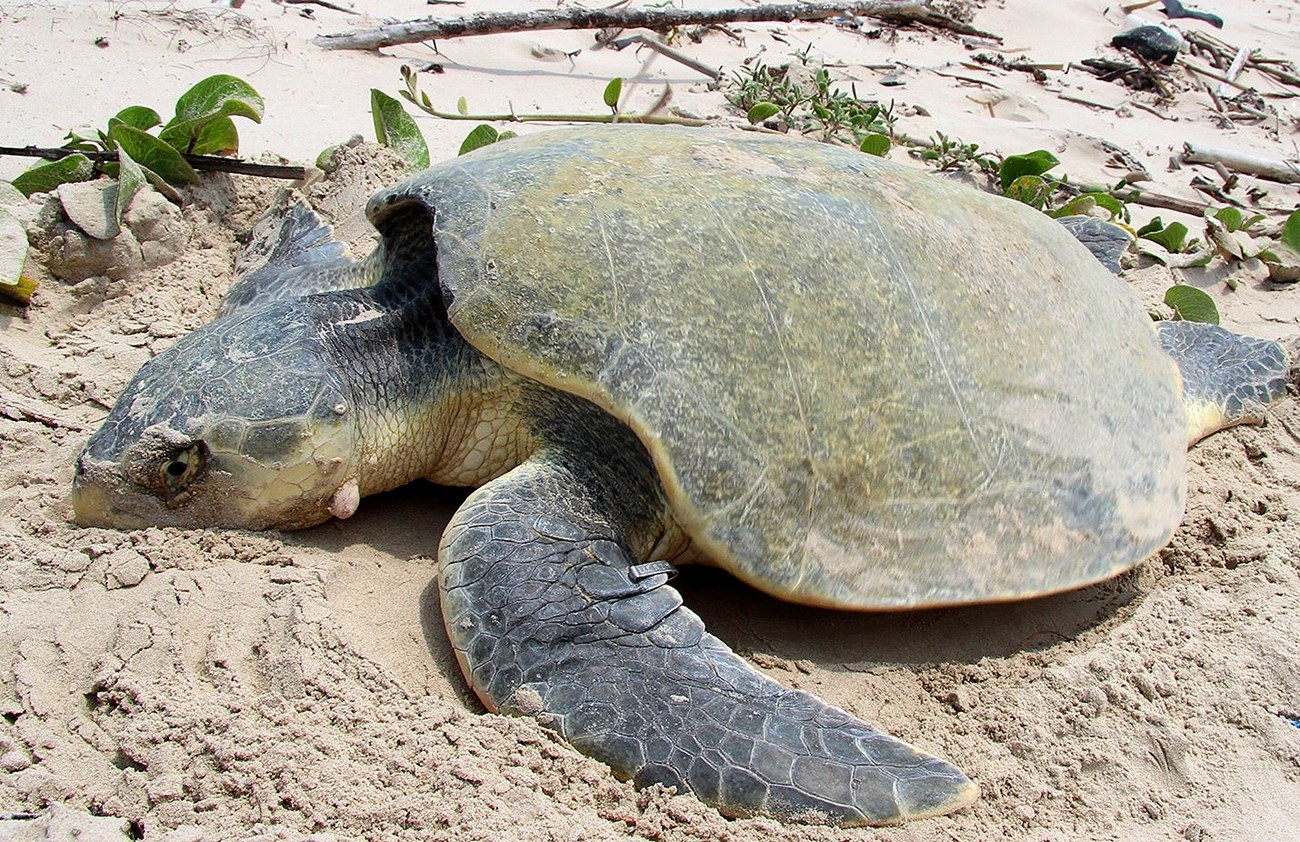 Nesting Kemp's ridley sea turtle with neck tumor