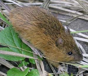 Brown mouse