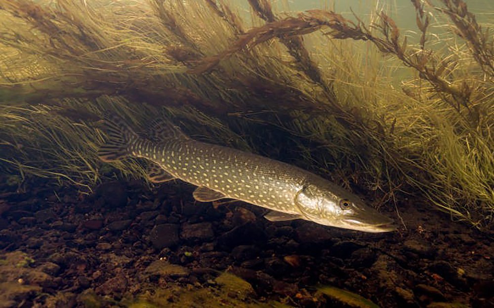 Large, dark fish with light spots and belly, swimming.