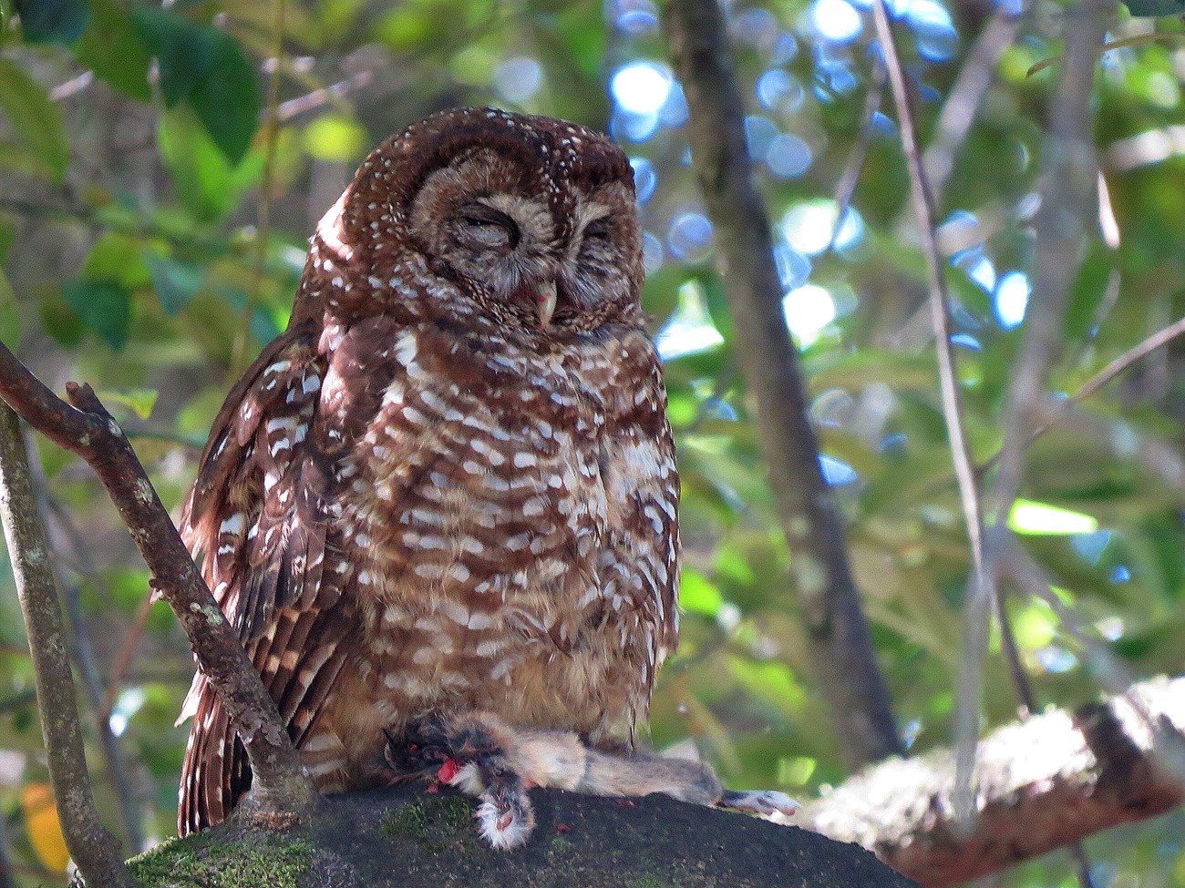 A brown owl with striking markings sits on a tree branch in a forest with a furry animal in its talons