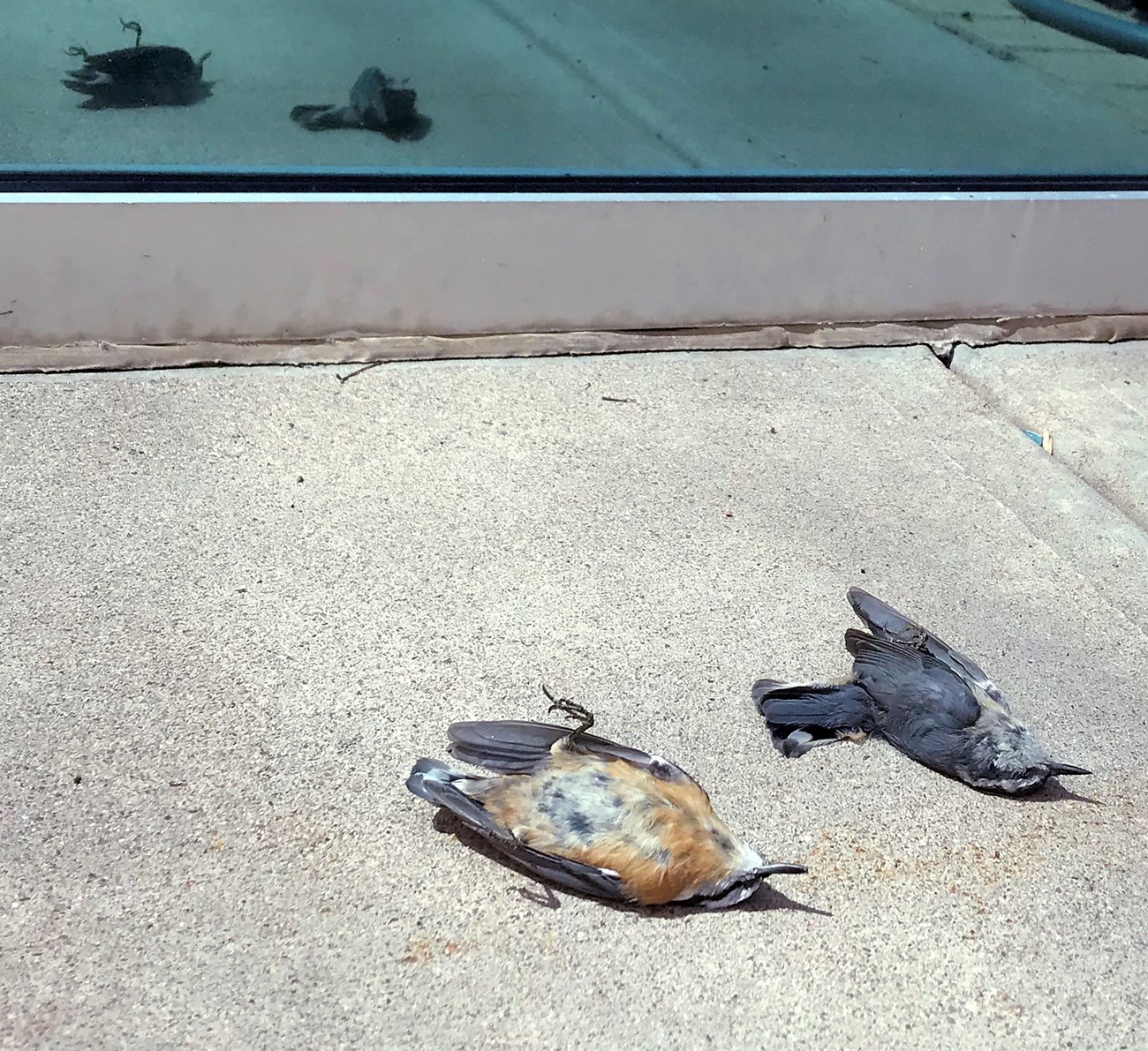 Two birds dead on a sidewalk adjacent to a blue tinted window, which reflects their lifeless bodies.