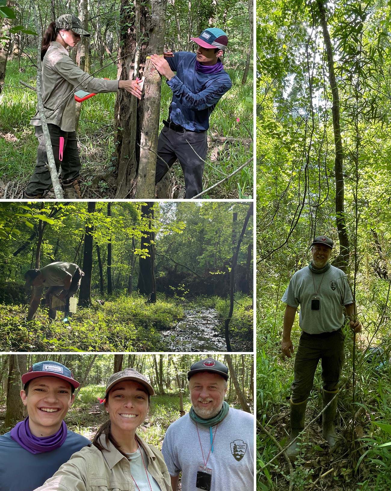 Collage of fieldwork pics, people measuring a tree, smiling for camera, bent over looking at plants on ground and standing by tall tree.