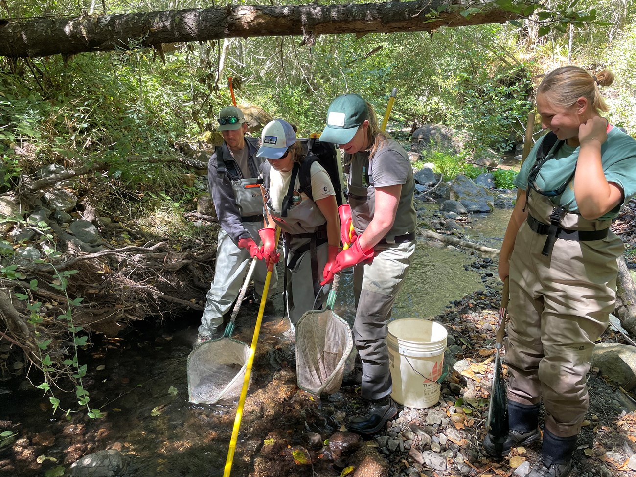 Three people walk side-by-side through Olema Creek in waders and red rubber gloves. The middle person carries a large device on her back and a long yellow pole. The other two carry nets. A fourth person stands on the bank, ready to receive netted fish.