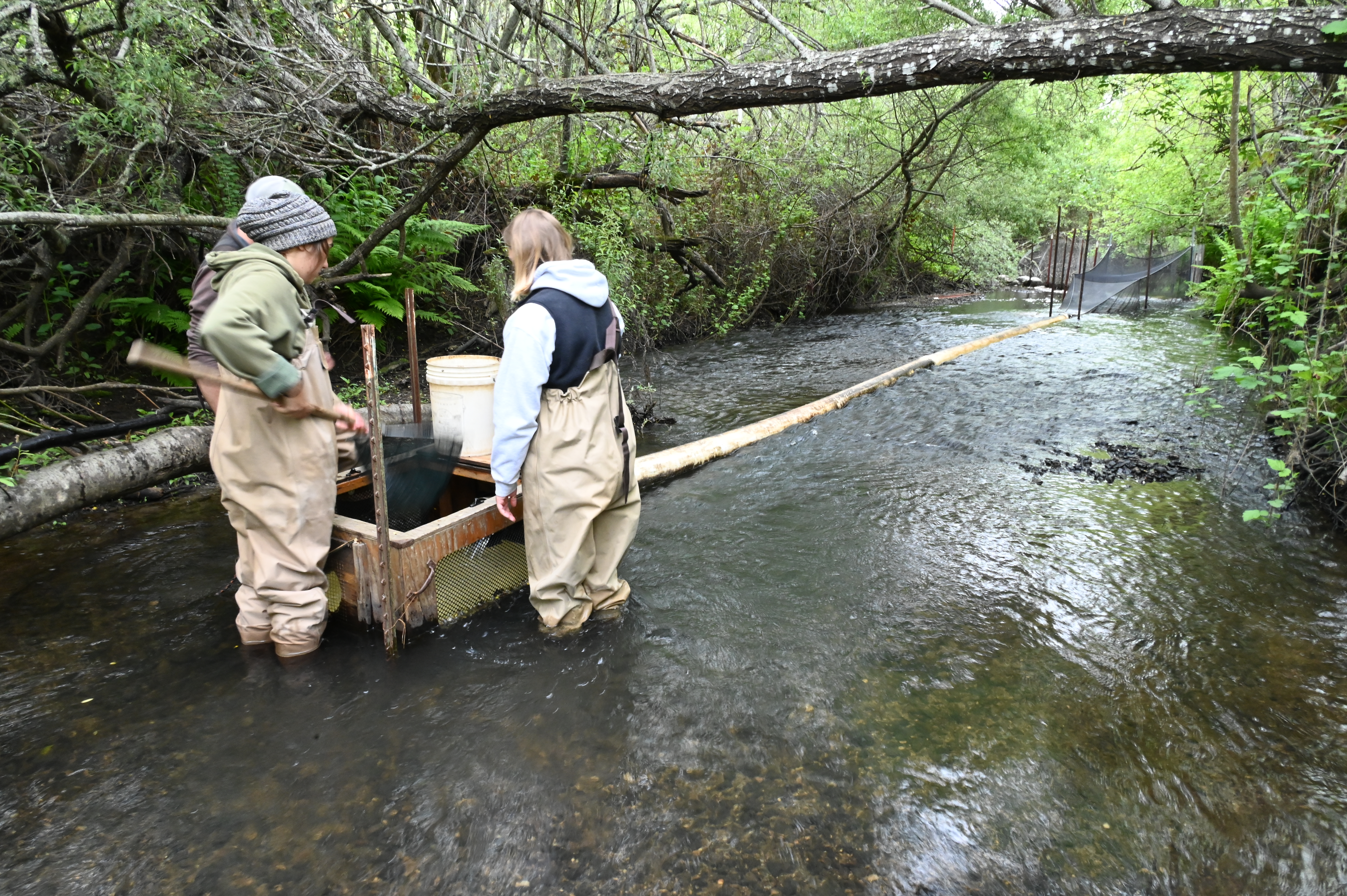 Two people wearing waders stand in a stream around a wood box with mesh sides, connected by a long pipe to a large net in the background. One is using a large net to scoop fish out of the box.