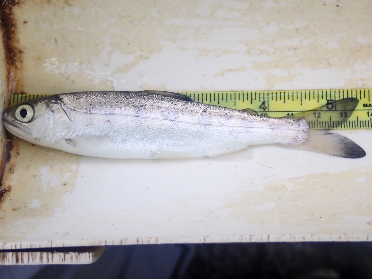 Close-up of a silvery fish on its side in a measuring tray, coming in at almost 5.5 inches. It has big eyes, faintly darker vertical markings, and dark tips of its tail.