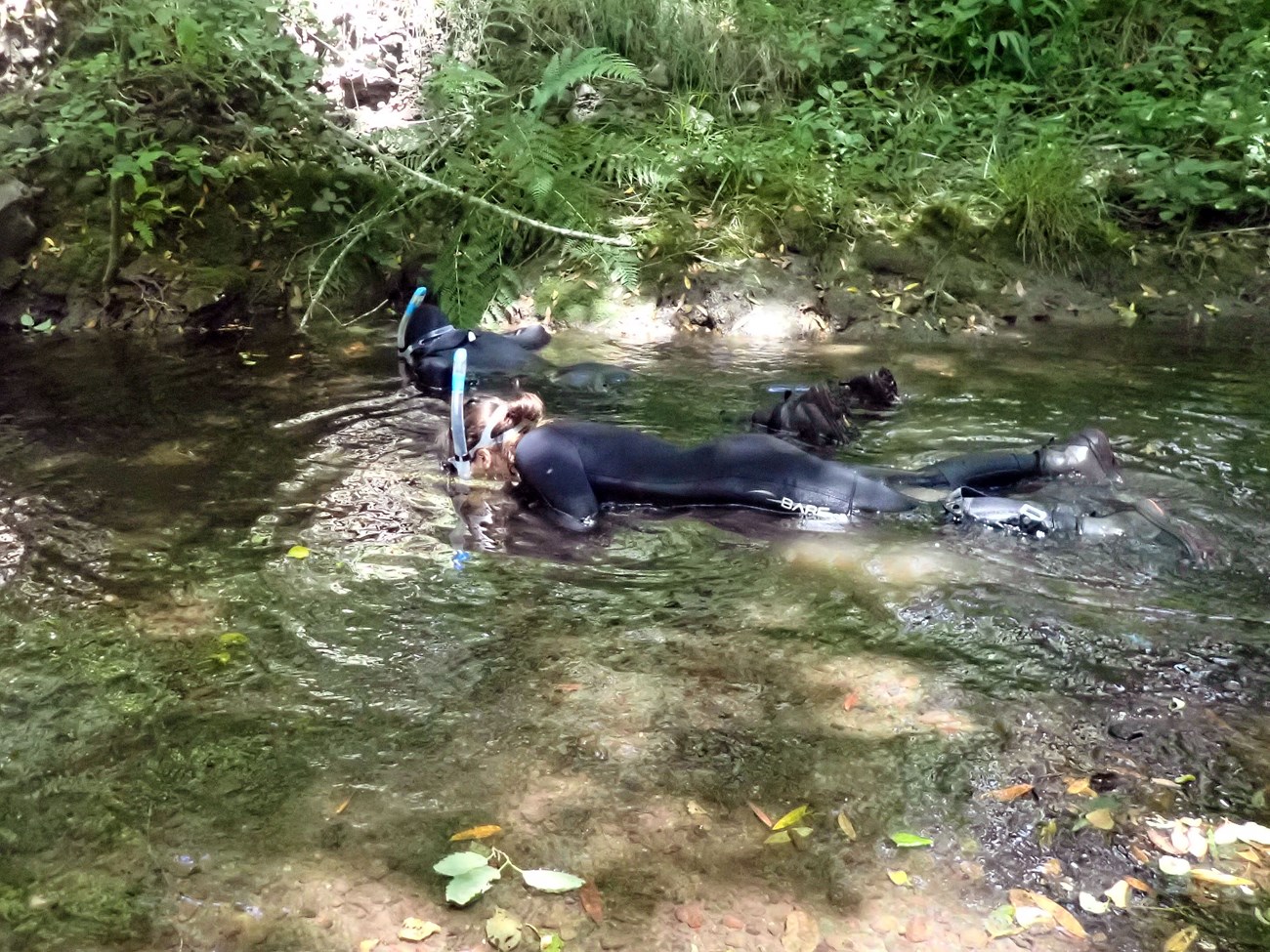 Two people in black, full-body wetsuits snorkel side-by-side through a shallow creek.