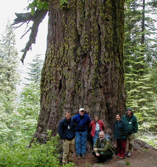 coast-douglas-fir-u-s-national-park-service