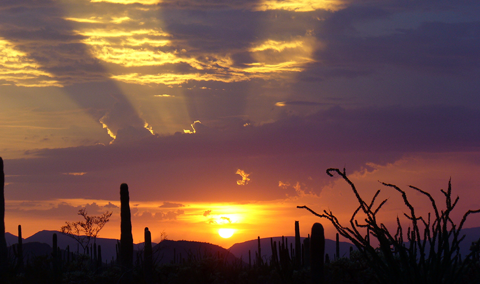 A brilliant orange, yellow, and purple sunset with a radial pattern of light and shadow over purple mountains and dark silouhettes of cactus on a rolling landscape.