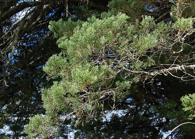 Monterey cypress foliage