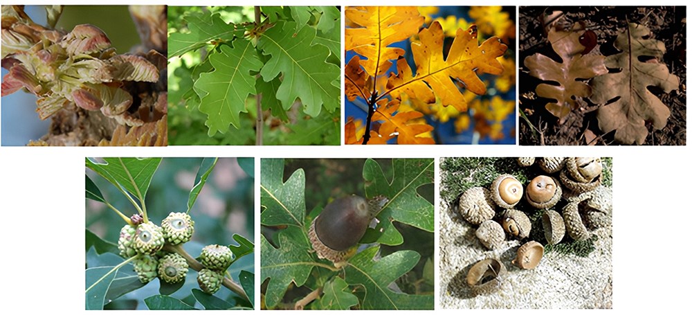 A composite image of all the different stages of oak growth--from seeds to leaves to acorns.