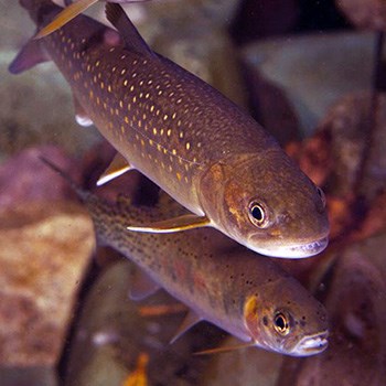 Two fish swimming above a rocky streambed