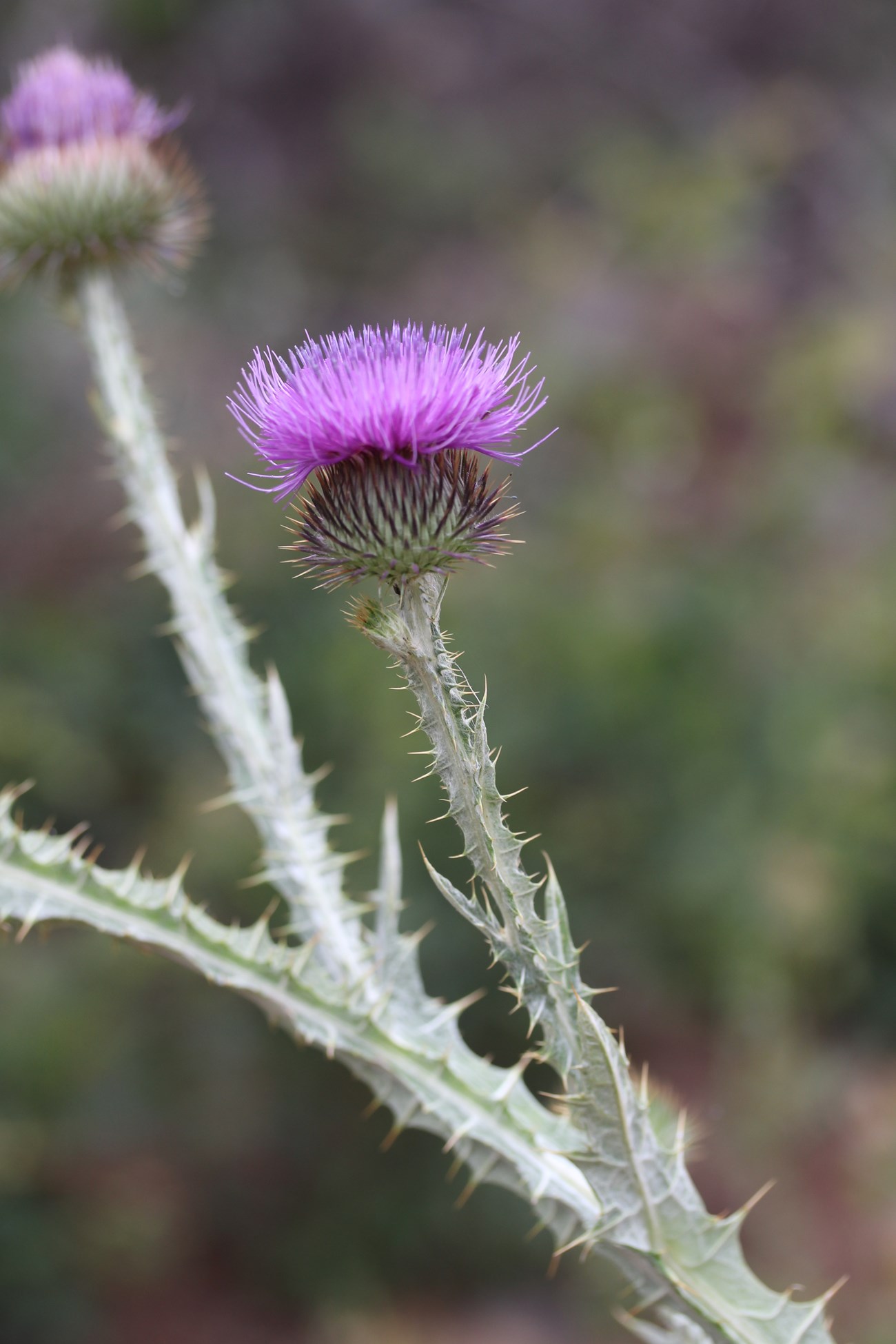 A spiny plant with thick, ridged stems and a purple flower head fringed with fine hairs.