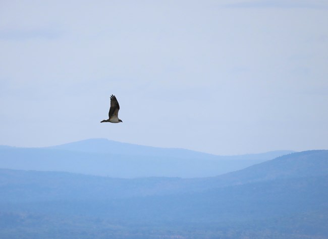 Migrating Osprey with foggy mountains in the background.