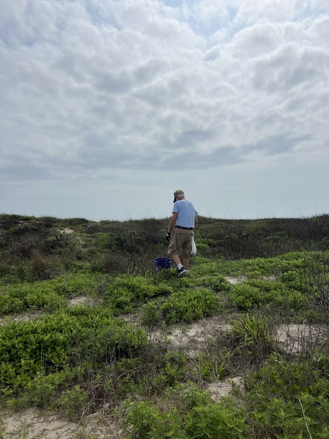 A person walking in the dunes picking up trash