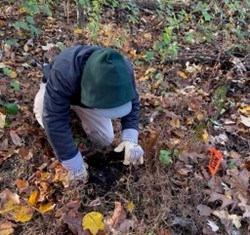 a person wearing gloves kneels on the forest floor and pulls something up.