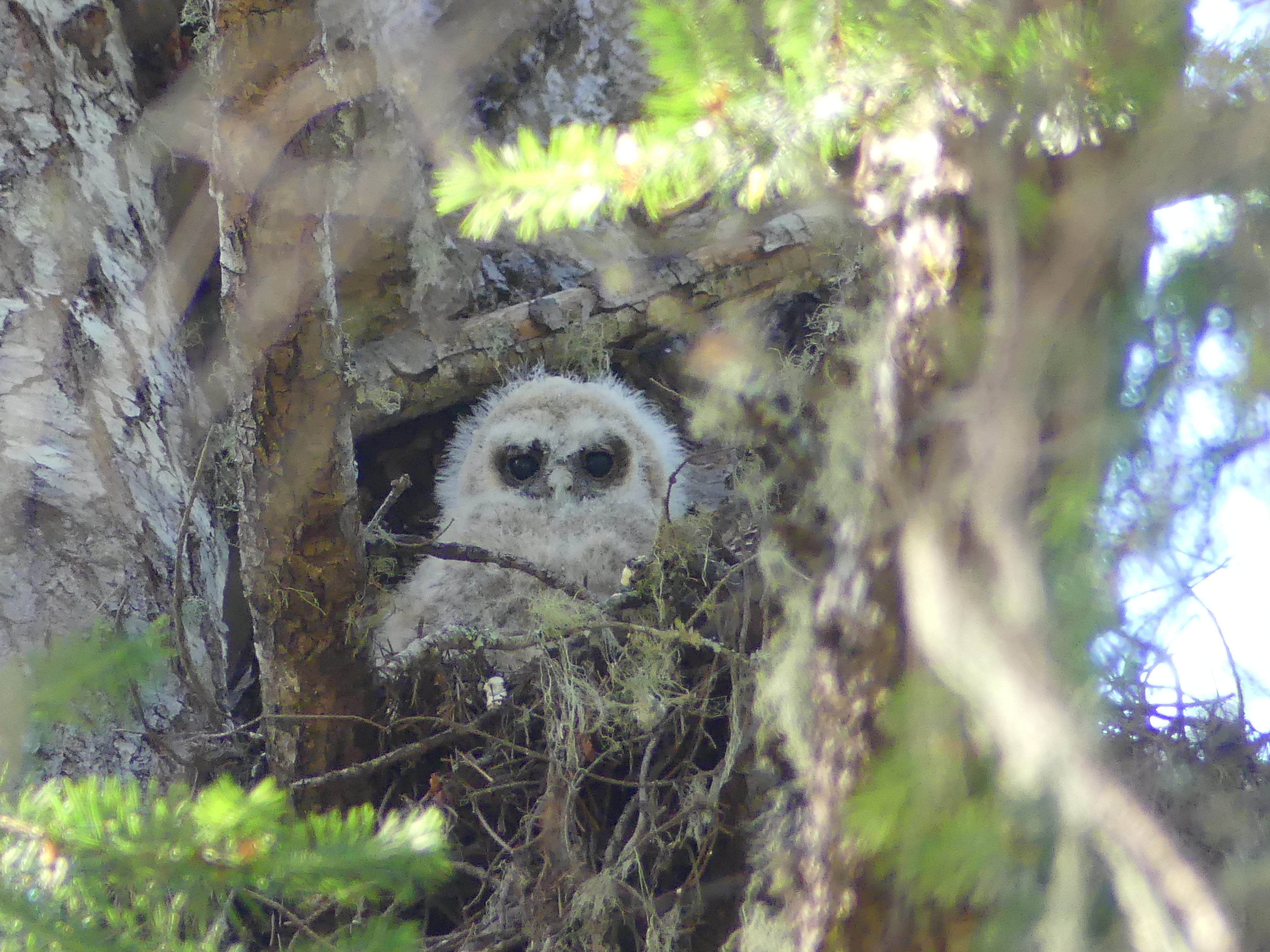 Downy white owlet looking down at the camera from its perch high up in a tree.