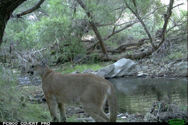 Mountain lion standing next to creek.