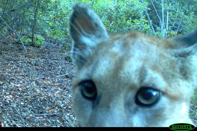 Mountain Lion looking into camera.