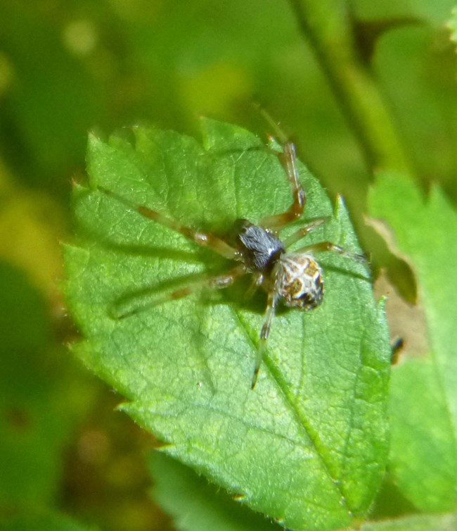 a delicate black and tan spider atop a green leaf