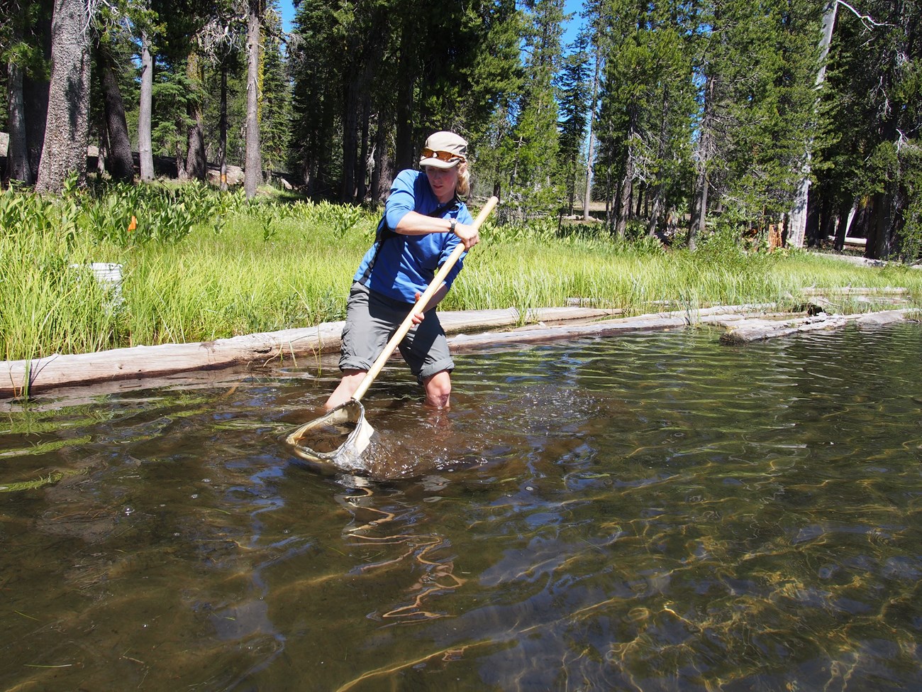 Woman stands in knee deep lake water skimming a net across the surface of the water.