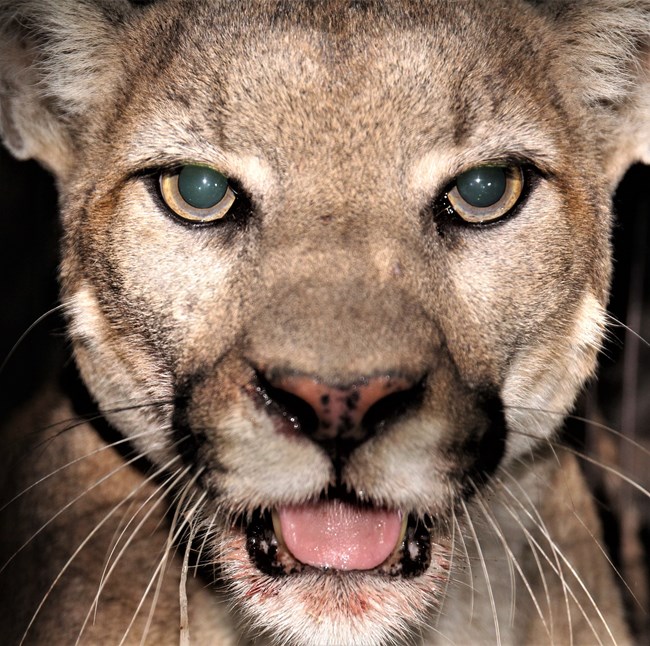a close-up of a mountain lion's face