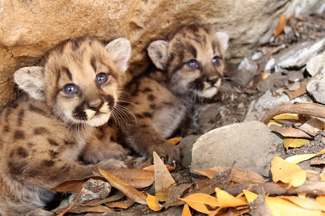 Two mountain lion kittens huddled in their den among brown brush.