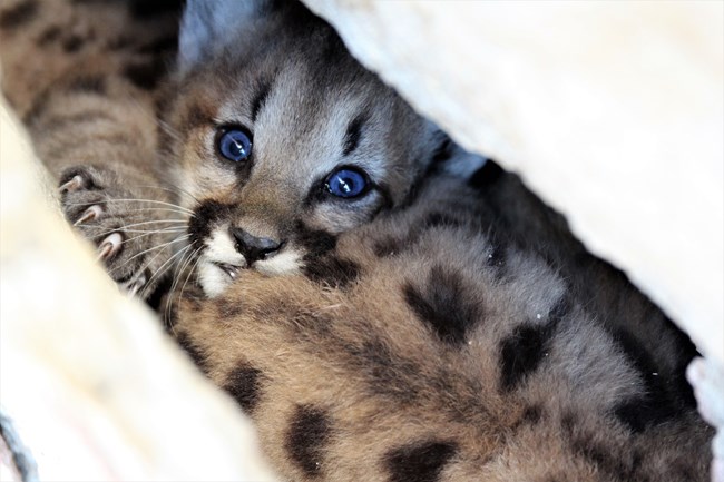 a small mountain lion kitten in a den