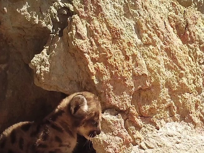 a small mountain lion kitten walking near a rock
