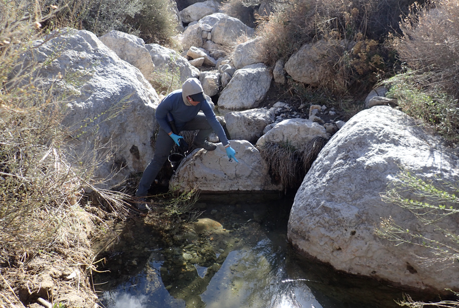 A person crouched on a large boulder in a desert drainage pointing at a pool of water below them in the drainage. The drainage is filled with large boulders and lined by slopes covered in brownish shrubs and other plants.