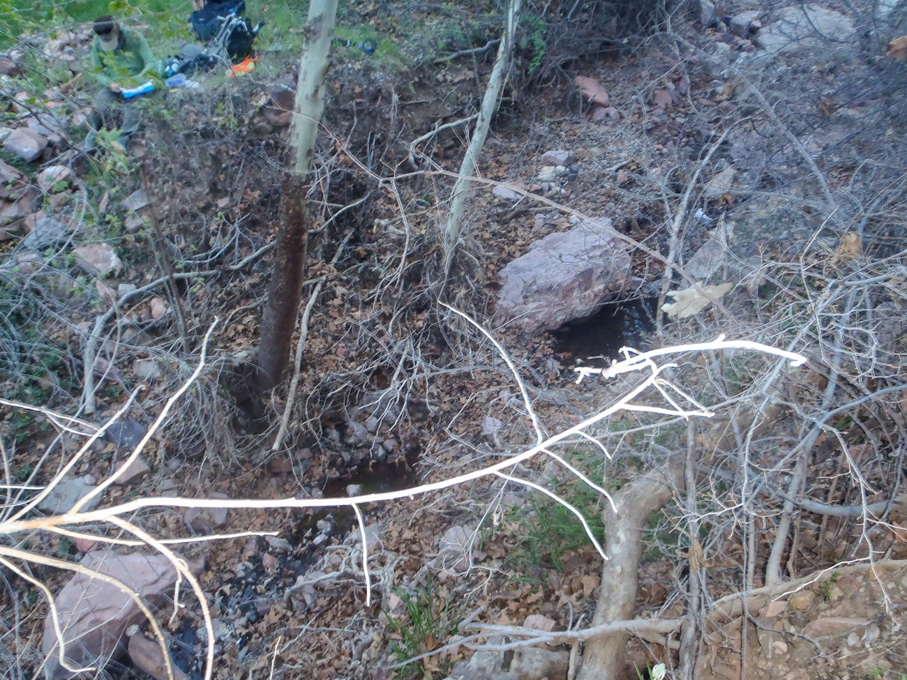 A series of small pools line the bottom of a drainage, surrounded by tree litter and branches.