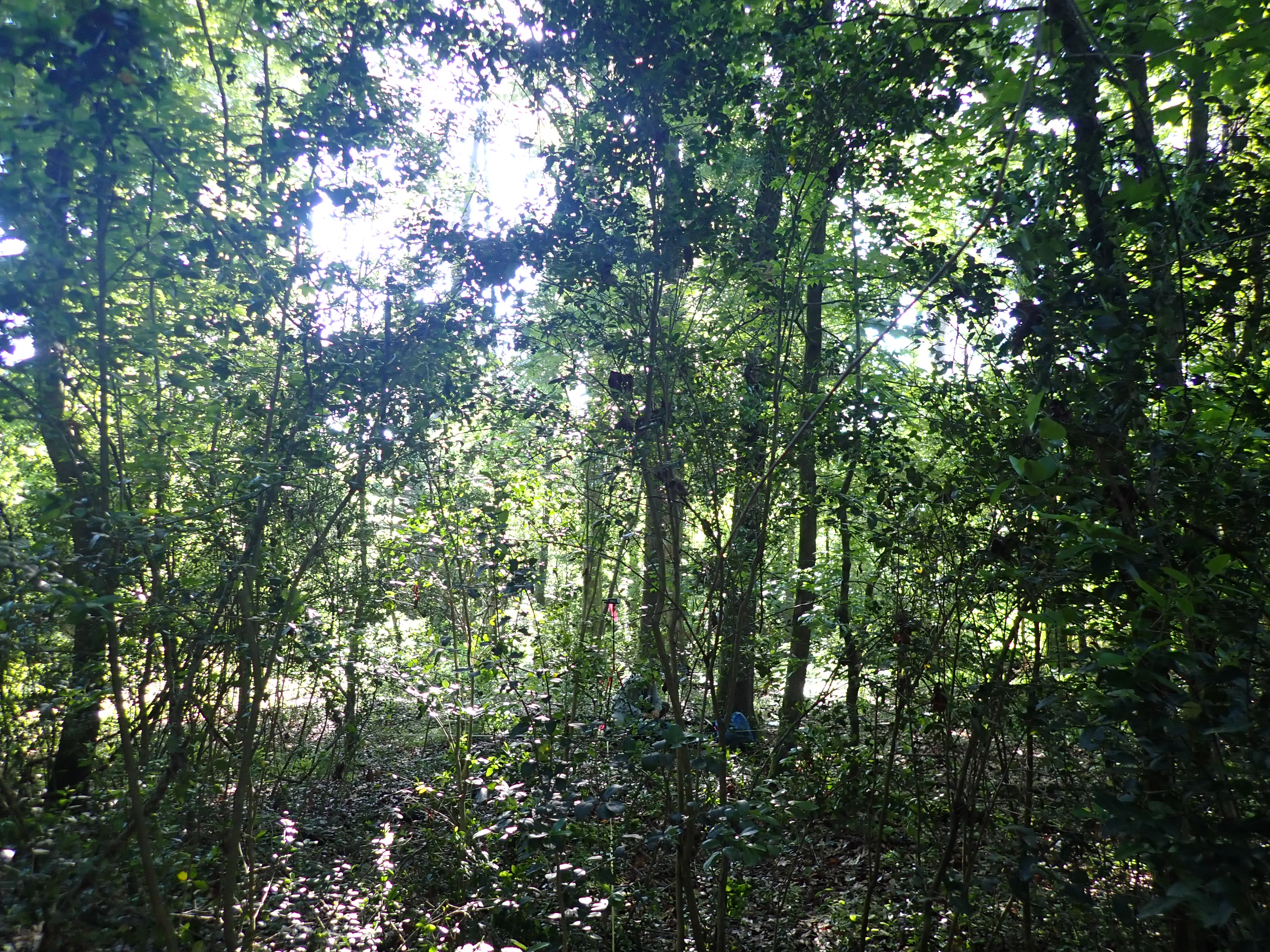 Vegetation Monitoring At Ocmulgee Mounds NHP (U.S. National Park Service)