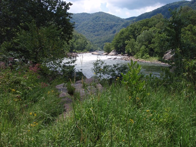 Rare habitat along the New River in New River Gorge National Park and Preserve.