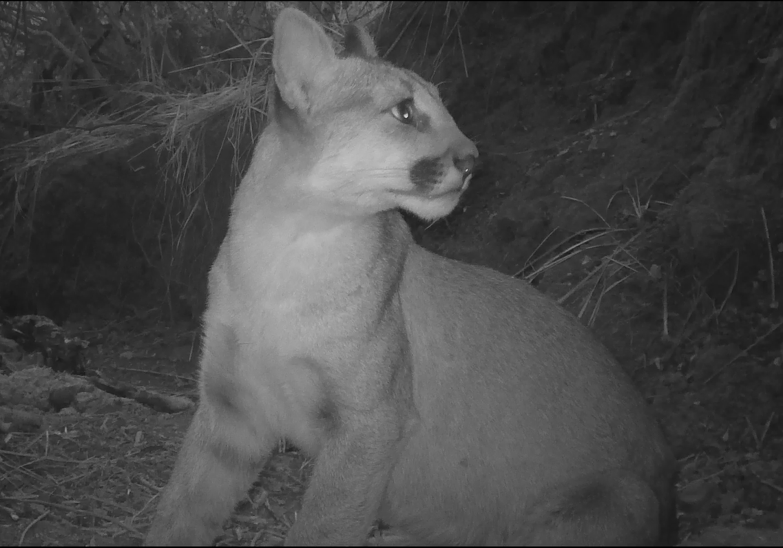 Black and white image of mountain lion at night.