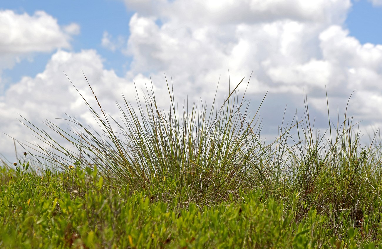 Cordgrass prairie at Palo Alto Battlefield National Historical Park, Texas