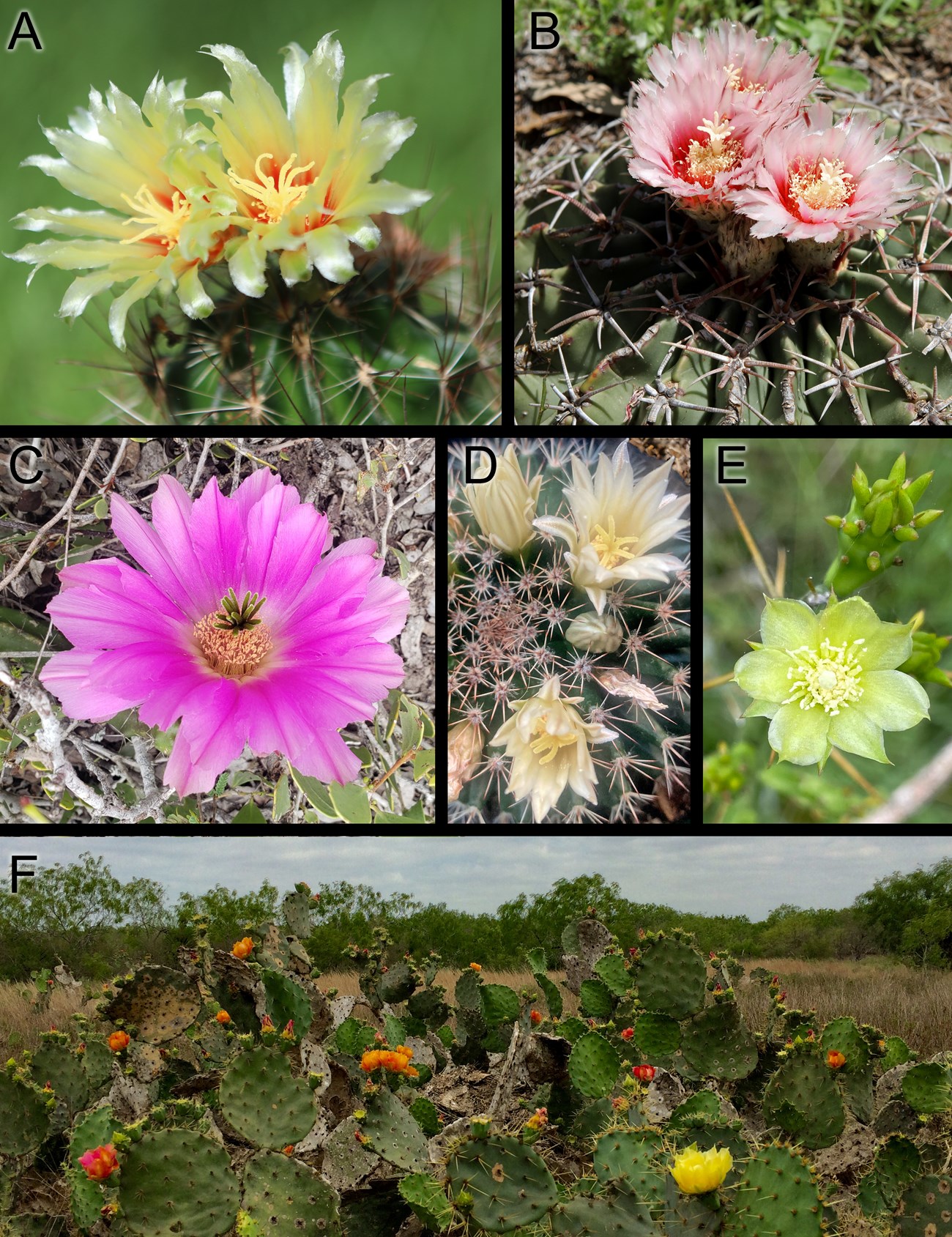 Six cacti in bloom that are present at Palo Alto Battlefield.